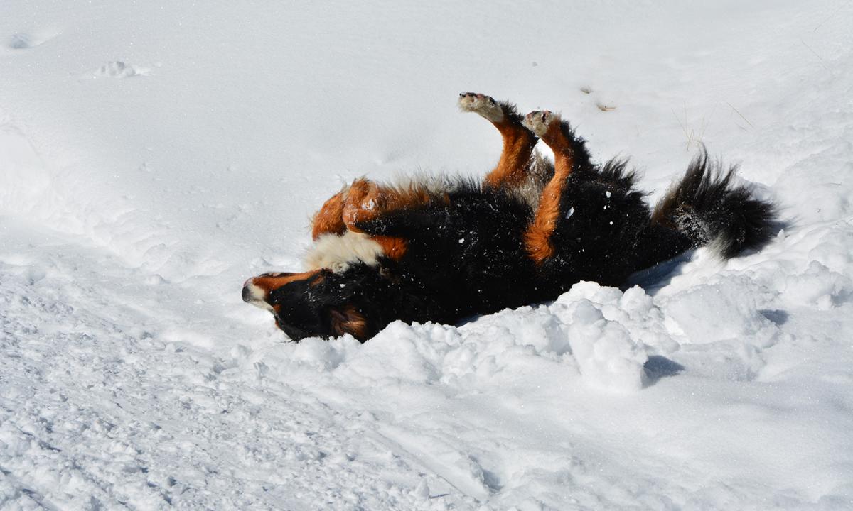 Hundefreuden im Südtiroler Schnee